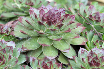 Naklejka na ściany i meble closeup of a plant in the garden