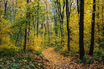 Obraz premium Autumn forest. Ecological safety. Wildlife concept. Autumn foliage and orange leaf fall. Mixed forest.