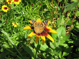 A beautiful butterfly on a yellow and red flower