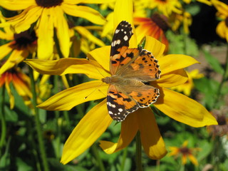 A beautiful butterfly on a yellow flower