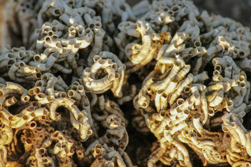 Worm Shell Mass on Beach Close up