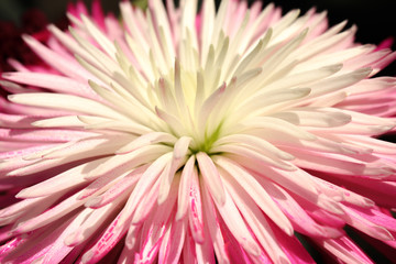 Pink White Chrysanthemum Flower Close Up