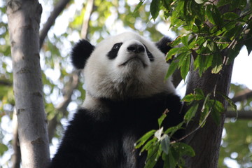 Close up Fluffy Face of Panda Cub's Face , Chengdu Base, China