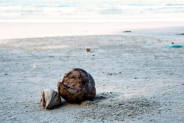Coconut dry on beach.