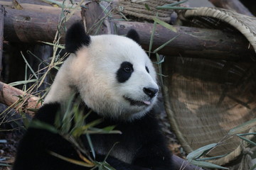 Naklejka premium Female Panda name Xiao Yatou , Chengdu, China