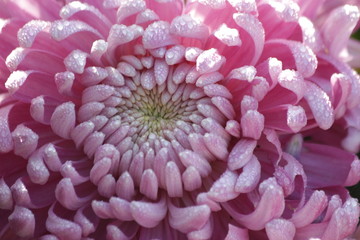 Close up Pink Crysanthemum
