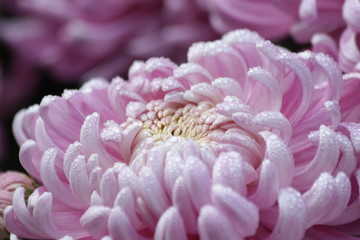 Pink  Chrysanthemum in November