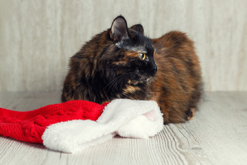Offended cat lying near the Christmas hat and turned away dissatisfied