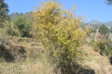 Beautiful picture of Trees, bushes and grass in Muzaffarabad, Azad Kashmir. Kashmir is known as paradise on earth. 