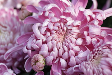 Pink Chrysanthemum is Blooming in Autumn