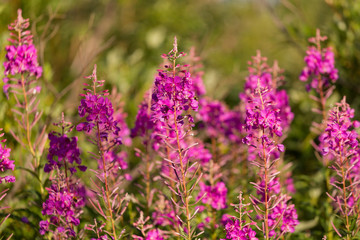 flowers of Fireweed, Chamaenerion angostifolium on a sunny summer day