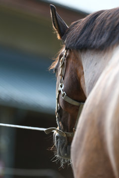 Head of a healthy sport horse during dressage at rural equestrian center