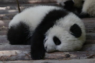 Close up Sleeping Baby Panda Cub, China © foreverhappy