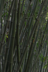 Obraz premium bamboo forest background