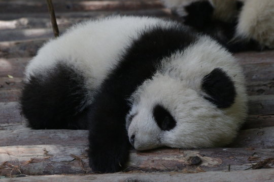 Close up Sleeping Baby Panda Cub, China