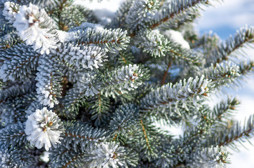 Twigs of fir tree in the snow, winter background