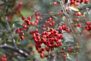 Obraz premium Red Wild Berries in the Park