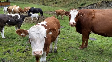 Kühe auf der Weide - cows
