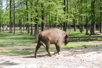 A male European bison in a forest © E-lona