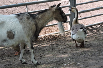 A goat and a swan goose © E-lona