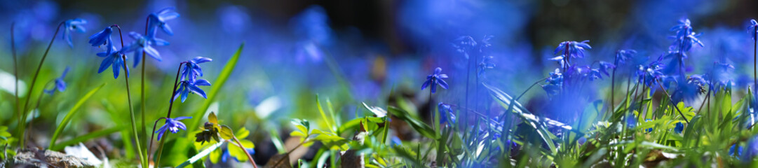 panorama blue scilla flower in a forest glade - obrazy, fototapety, plakaty