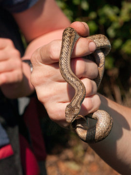 A zoologist holding the smooth snake (Coronella austriaca) in hand. High school excursion with biologist, South Moravia, Czech Republic.