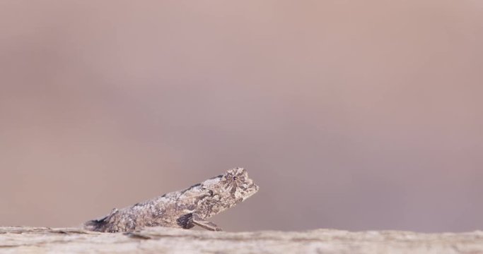 Close up, tiny chameleon on log