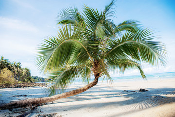 Coconut tree on beach with sunlight.