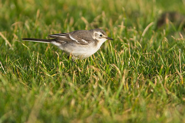 Citrine Wagtail (Motacilla citreola), a first winter juvenile, Bressay, Shetland, Scotland, UK.