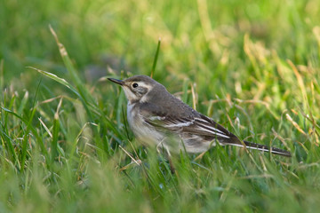 Citrine Wagtail (Motacilla citreola), a first winter juvenile, Bressay, Shetland, Scotland, UK.