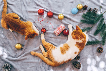 Two orange kittens on carpet in christmas holiday with decoration and ornament. Domestic cute cat in winter and sunlight warm.