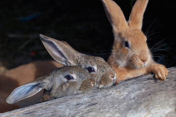 frontal view of a several small rabbits of different ages in a cage