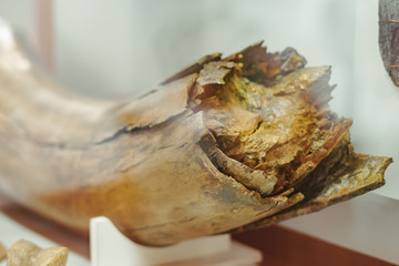 ancient mammoth bones