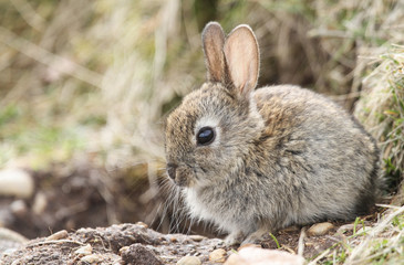 Fototapeta premium A baby Wild Rabbit (Orytolagus cuniculus) sitting at the entrance to it burrow in Scotland.