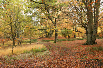 Fototapeta premium A landscape view of a forest in the UK in autumn colors. 