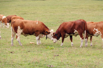 Naklejka na ściany i meble red cows graze on green meadows in the alps. l