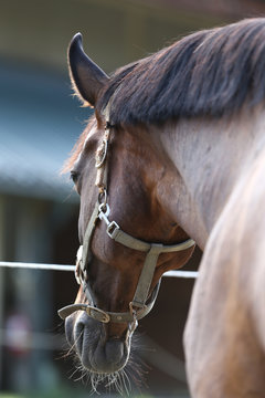 Head of a healthy sport horse during dressage at rural equestrian center