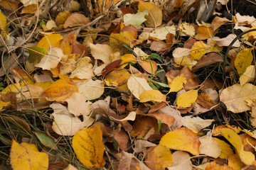 autumn leaves on the ground
