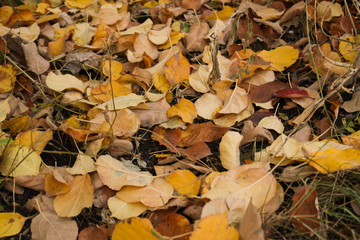 autumn leaves background