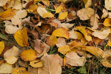 autumn leaves on green grass