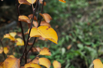 autumn leaves on tree