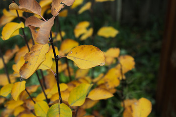 autumn leaves on tree