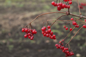 red berries of viburnum on a branch