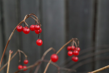 red berries on a branch