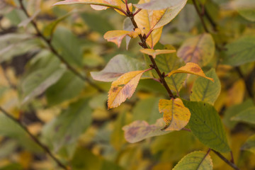 maple leaves in autumn