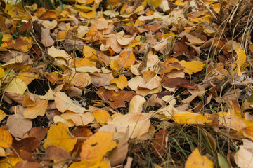 autumn leaves on green grass
