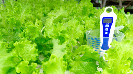 Digital pH meter tester Controllers in cup measure water at Natural background. Hydroponic garden...