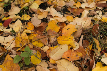 autumn leaves background
