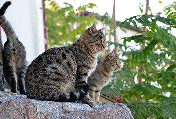 cats in garden