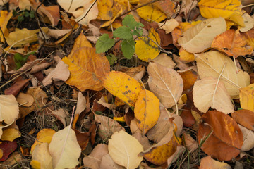 autumn leaves background